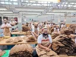 Holding Perkebunan Nusantara Perkuat Daya Saing Global, Tembakau Premium PTPN I Jadi Andalan Industri Cerutu Dunia