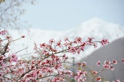 [Himala ng Niyebe at Cherry Blossoms] Isang natatanging karanasan sa taas na 1,900m: Maranasan ang “Snow Walls” at “Spring Snow Play” sa Otari Village, Nagano. May espesyal na operasyon sa maagang tagsibol hanggang Mayo 6; magbubukas ang Tsugaike Nature Park sa Hunyo 6.