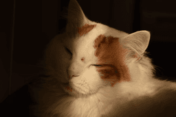 Jangan Salah Pilih, Ini Ciri-Ciri Kucing Anggora Asli yang Perlu Diketahui