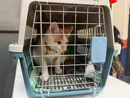 Mudik Bersama Hewan Peliharaan Kian Jadi Pilihan, KAI Logistik Catat 13.435 Pengiriman Hewan Peliharaan Selama Ramadan - IdulFitri