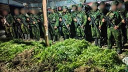  5.000 Batang Ganja Terungkap, TNI Habema Gagalkan Peredaran Narkotika
