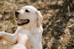 Dog Training Tips di Rumah Agar Anjing Pintar