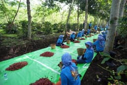 Holding Perkebunan Nusantara Perkuat Diversifikasi Agribisnis, Produksi Kopi PTPN IV PalmCo Melonjak 225 Persen