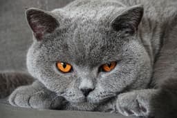 Ras Kucing Abu Abu Populer yang Cocok Dipelihara di Rumah